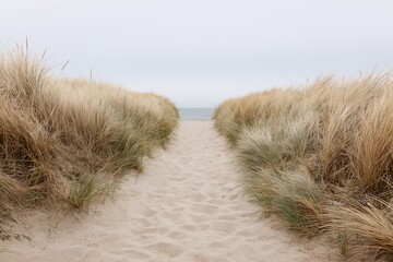 Fototapeta premium The Gentle Path Through Wind Swept Dunes to the Calm Sea
