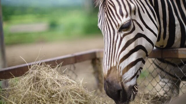 Close up of Zebra eating hay in the zafari zoo