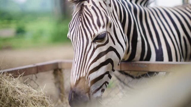 Close up of Zebra eating hay in the zafari zoo