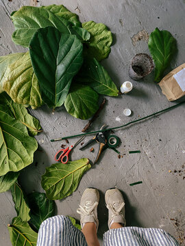 Fiddle Leaf Fig Leaves