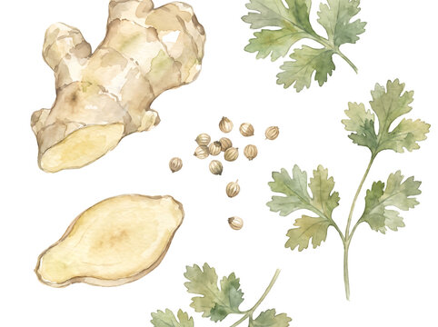 Hand drawn watercolor illustration of ginger root, fresh cilantro, and coriander seeds