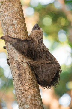 Sloth climbing a tree in a lush tropical forest