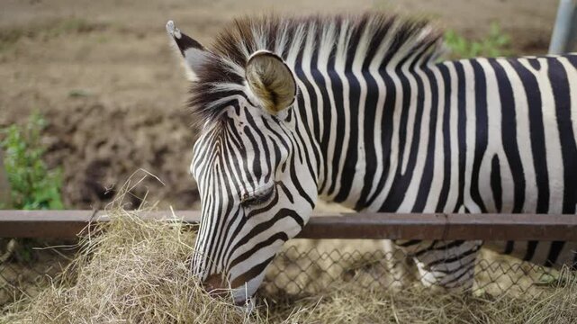 Zebra eating hay in the zafari zoo