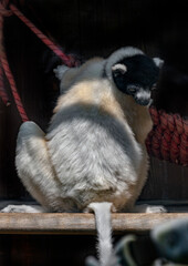 Fototapeta premium Crowned sifaka on the board. Latin name - Propithecus coronatus 