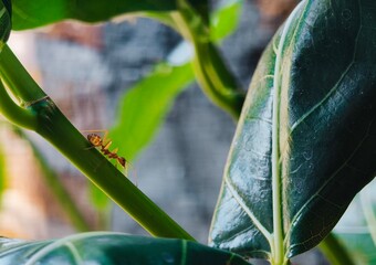 Red Weaver ant Crawling on green plant stem. Macro of orange Oecophylia ant with glossy leaves background. © Ratna