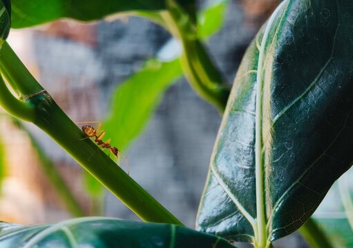 Red Weaver ant Crawling on green plant stem. Macro of orange Oecophylia ant with glossy leaves background.