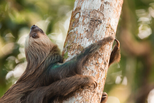 Sloth climbing a tree in a lush rainforest