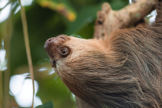 Two-toed sloth resting in tropical rainforest canopy
