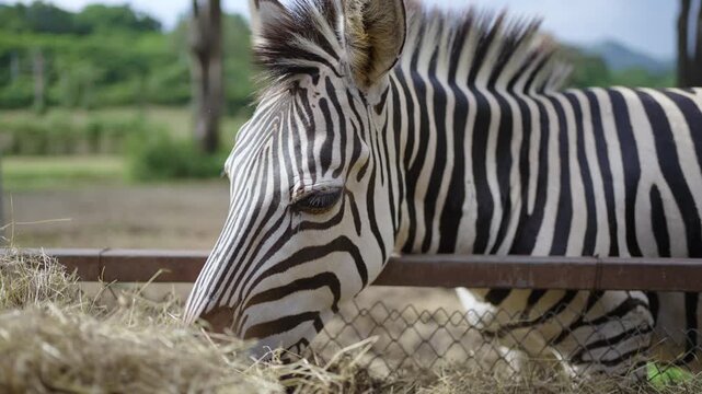 Zebra eating hay in the zafari zoo