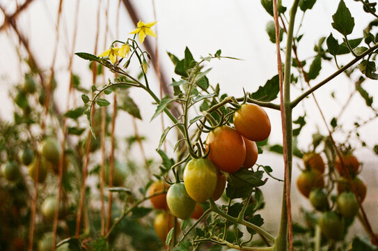 Tomato plants growing in a greenhouse