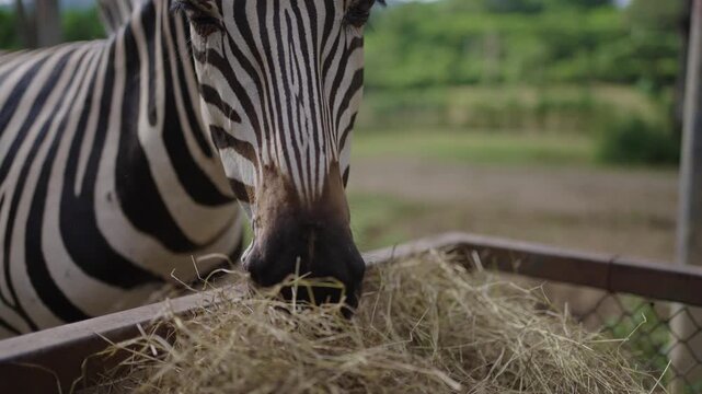 Close up of Zebra eating hay in the zafari zoo