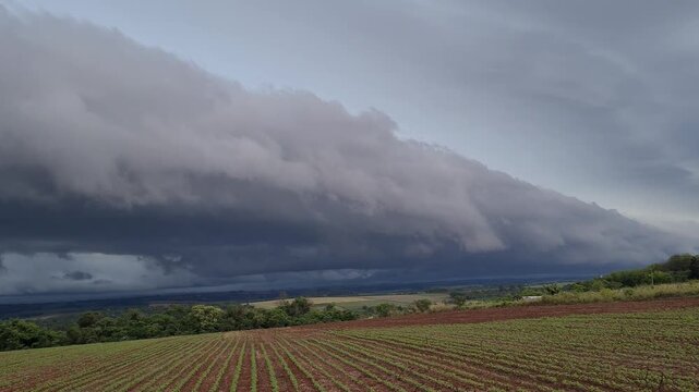 Emerging Soybean Crop Beneath a Dramatic Paraguayan Storm Front