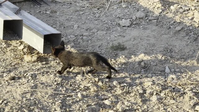 Chat on grec a l'abandon