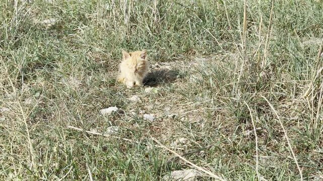 Chat on grec a l'abandon