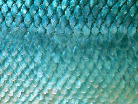 Close-up of shimmering fish scales in shades of blue and green. The texture is detailed and vibrant, showcasing the natural beauty of aquatic life.