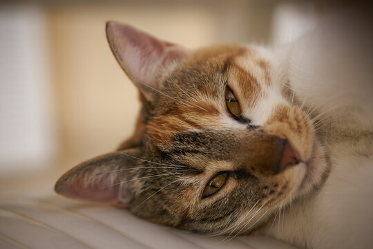 Chat grec