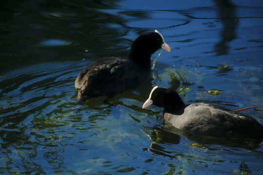 Two Eurasian coots swimming in the clear blue ripples of Lake Morat in Switzerland.