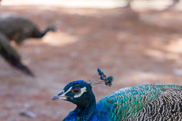 Close up shot of vibrant blue male peacock head with delicate feather crest © Roman Bjuty