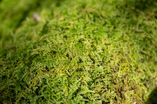 moss woodland floor copy space bokeh backdoor texture 