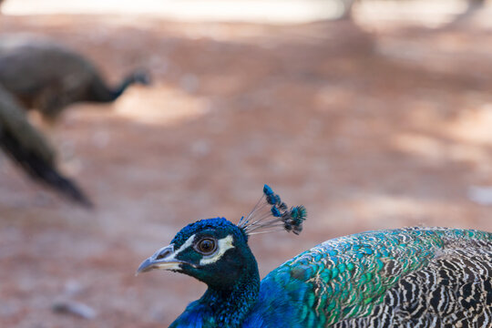 Close up shot of vibrant blue male peacock head with delicate feather crest