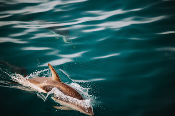 dolphin in water © Aakash