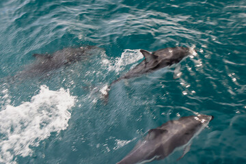dolphins swimming   © Aakash