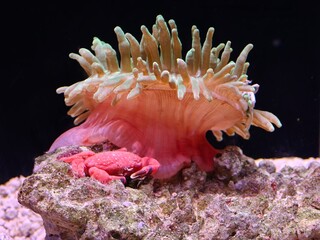 red sea anemone © TiAn