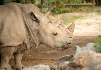 Rhino outdoor. White rhinoceros. Wild animal in nature. Rhino on the ground. Wildlife nature. Wildlife and zoo. Rhino animal in zoo park. Fauna in wildlife. Animal zoo park. Wild rhinoceros © be free