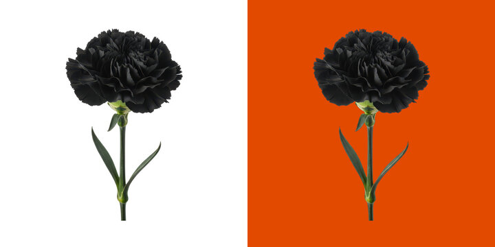 A single dark black carnation flower with green stem and leaves photo