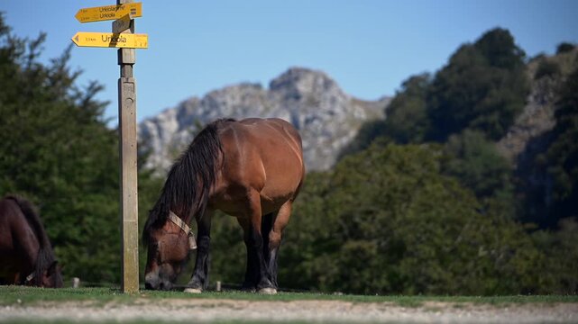 Wild Pottoka horses grazing near limestone ridges of Mount Anboto in Urkiola Natural Park, Basque Country, Spain