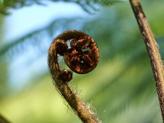 Close-up of a coiled young tree fern frond. The emerging shoot shows its spiral form and dense brown hairs against a softly blurred green background. © Frank
