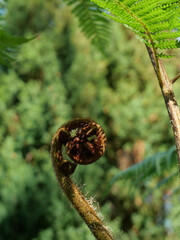 Close-up of a coiled young tree fern frond. The emerging shoot shows its spiral form and dense brown hairs against a softly blurred green background. © Frank