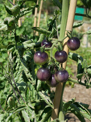 Unripe blue to dark purple tomatoes, Solanum lycopersicum, growing in a fruit cluster on a supported tomato plant in a garden. Anthocyanins create the striking dark coloration of the skin. © Frank