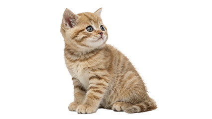 Cute small British shorthair puppy cat sitting full body isolated on transparent background © Freya