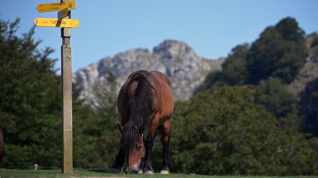 Wild Pottoka horses grazing near limestone ridges of Mount Anboto in Urkiola Natural Park, Basque Country, Spain