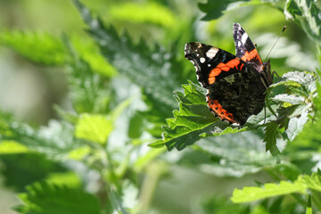 Red Admiral Butterfly On Nettle Leaf (Vanessa atalanta) CPY H - 241F1827 © Hizglebe