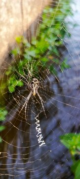 spider on the web