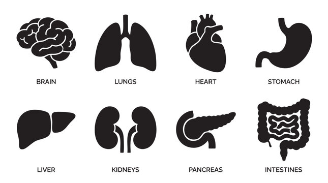 Human Internal Organs Icon Set Black Silhouette Vector Illustration