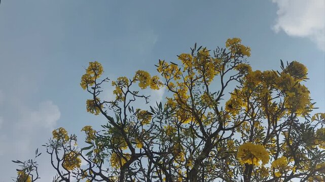 Beautiful Yellow Flowering Tree Against Blue Sky in Bright Daylight, Nature and Spring Background