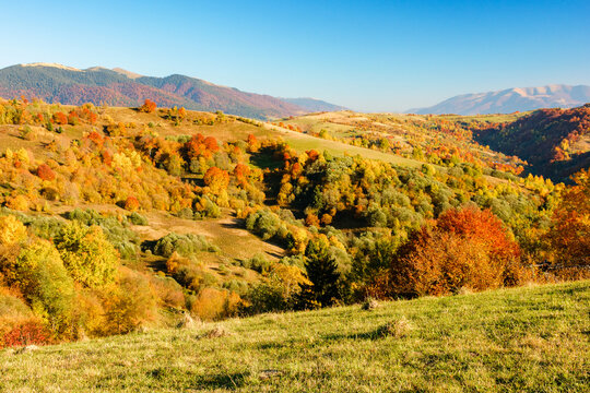 countryside landscape in autumn. rural scenery in Carpathian mountains. colorful deciduous forest by the rural fields on a hillside in afternoon light