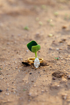 Diamond Engagement Ring on Sprout