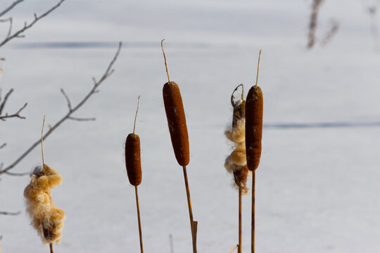 Fluffy brown cattail stalks standing tall against a bright snowy field during a crisp February winter day, nature scenery