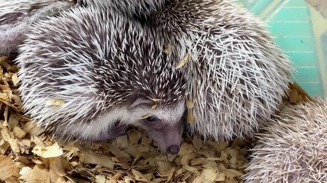 Tiny hedgehogs nap on soft wood shavings. One curls close, another curls away, still. Their spines, soft and white, offer warmth and security. Gentle creatures seek comfort, safety in their tiny world