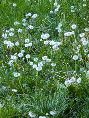 Field of fluffy white dandelion seed heads against vibrant green grass, ready to disperse seeds in springtime © Bohdan Hroshev
