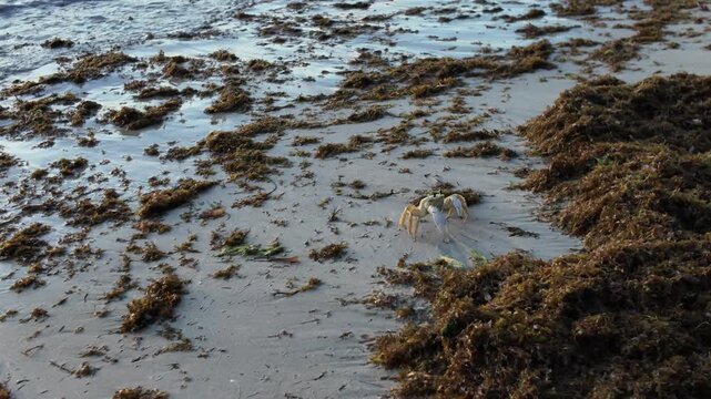 Atlantic Ghost crab, Ocypode quadrata, standing still on a large accumulation of sargassum seaweed on a Caribbean sandy beach in Martinique, showing the impact of marine algae blooms