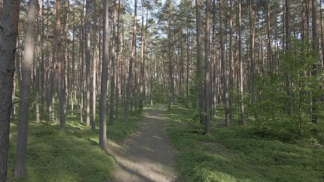 Drone flying along forest path through sunny pine woods with vibrant green blueberry bushes undergrowth near Lychen and Himmelpfort, Uckermark region, Brandenburg, Germany