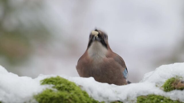 A jay searches for food on a dead tree trunk in the snow, eurasian jay, winter, north rhine westphalia, (garrulus glandarius), germany