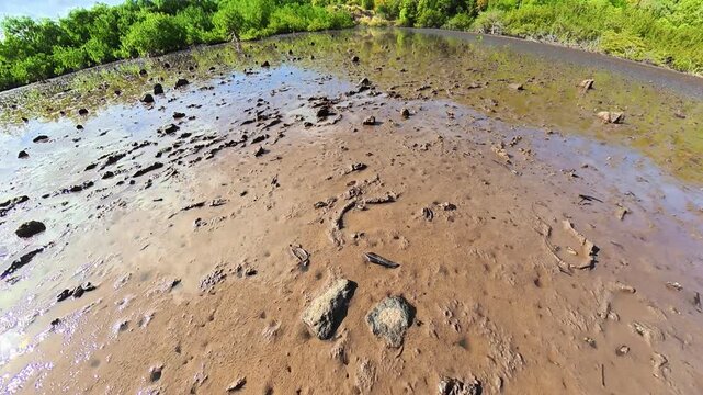 aerial view of Fiddler crabs, Uca rapax, inhabiting shallow waters of Caravelle Peninsula Nature Reserve, mangrove swamp. Martinique island in French Antilles, Caribbean of France