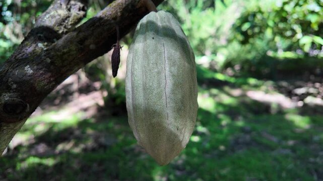 The development of the chocolate crop and farming details are highlighted by sunlight bokeh, unripened green fruit among leaves, and a cacao pod growing on a branch in a tropical Martinique plantation