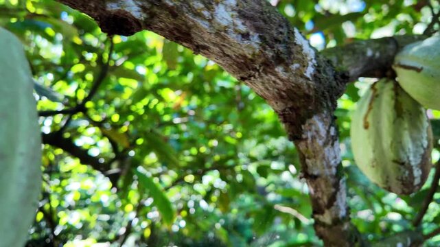 The development of the chocolate crop and farming details are highlighted by sunlight bokeh, unripened green fruit among leaves, and a cacao pod growing on a branch in a tropical Martinique plantation